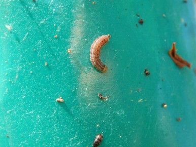 Как ловчий пояс защищает ваш сад от вредителей: простое решение для дачников