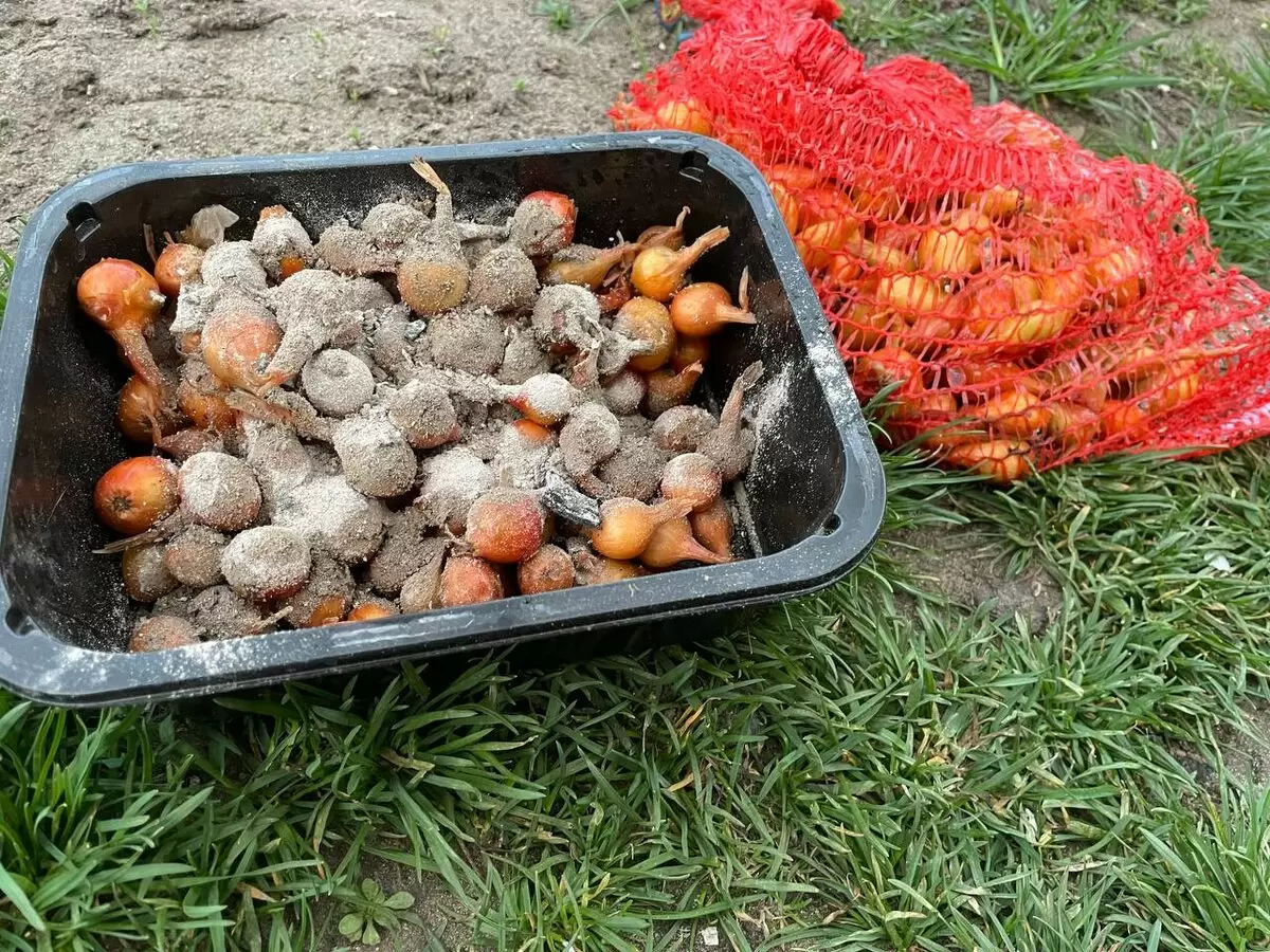 Меняем агротехнику: как посадить лук, чтобы избежать осенних всходов и весеннего стрелкования