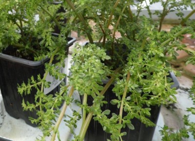 �����: ������� �������� �� ����� �����������