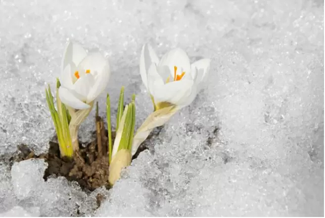 Защита растений в условиях зимней оттепели
