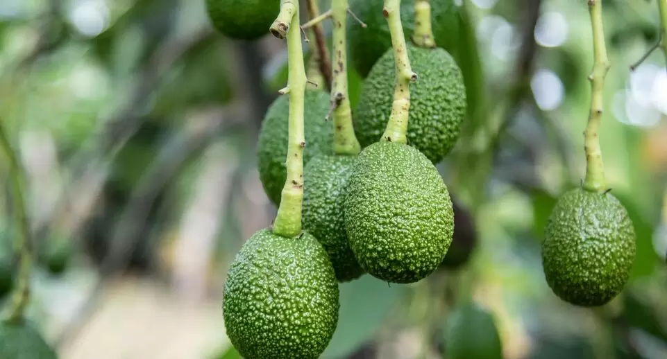 Выращивание авокадо из косточки: пошаговое руководство и советы