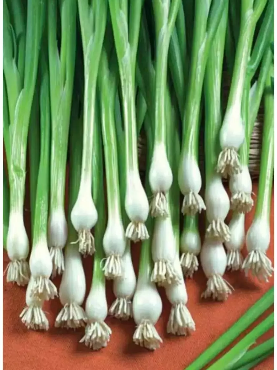 Озелените свой участок: 16 необычных сортов зеленого лука для весны