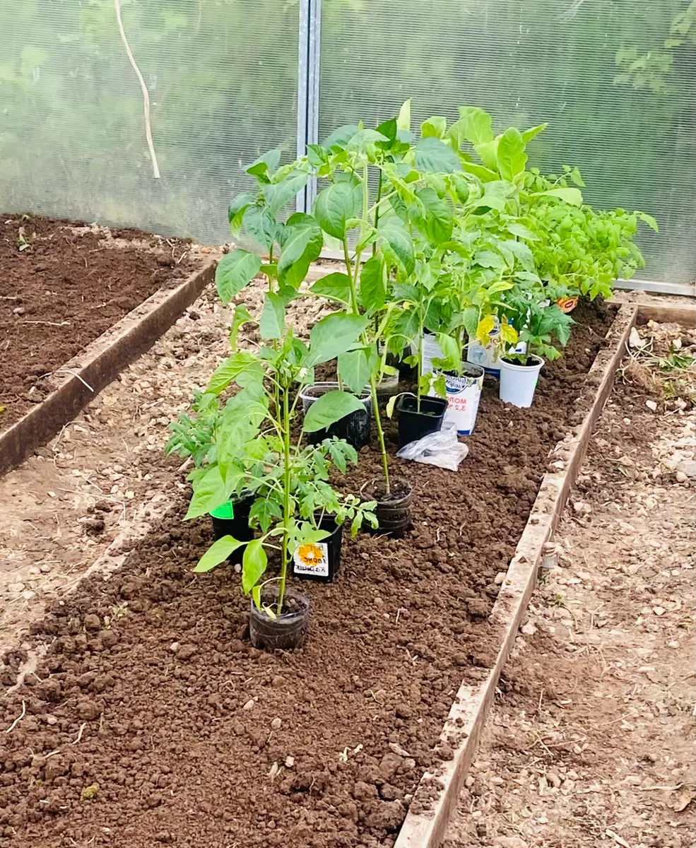 Как превратить майские хлопоты в настоящий урожай: секреты подготовки парника и рассады