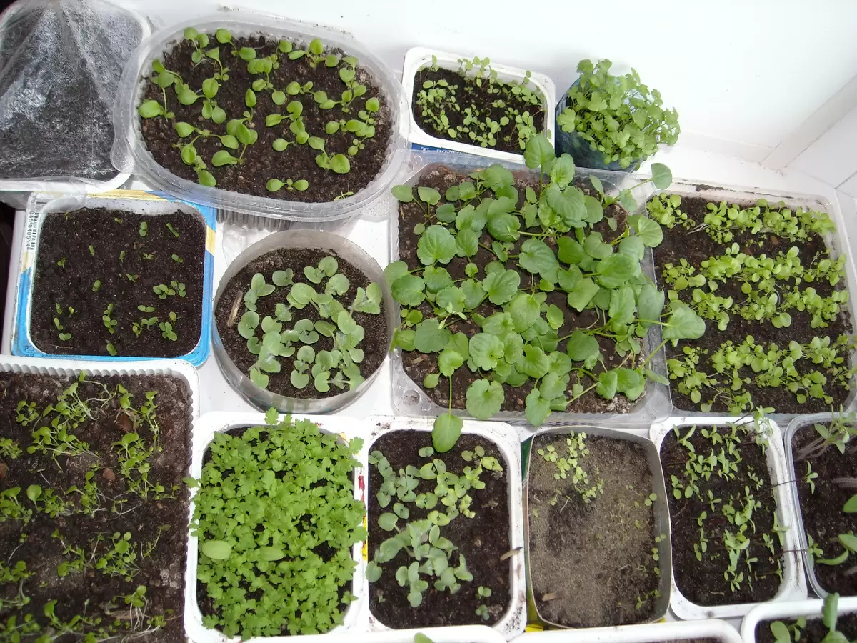 Как выбрать цветы для январской рассады и простые правила посева