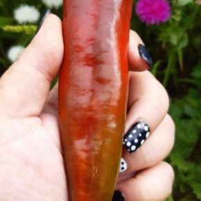 ����� ������ �� �������: ������� ��������� � ��������