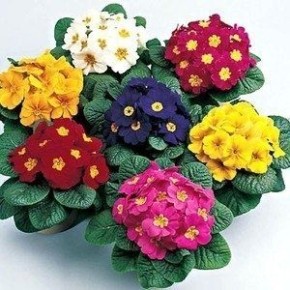 Примулы: красота первоцветов и секреты их ухода в вашем саду