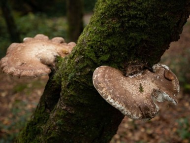 Тайные суперсилы трутовиков: как они превращают растительные отходы в ценный перегной