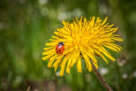 Целебный одуванчик: как избавиться от тли и укрепить растения