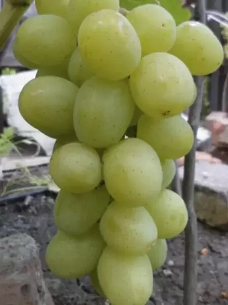 Виноград Дарья: мускатный вкус и большие ягоды — все к лучшему!