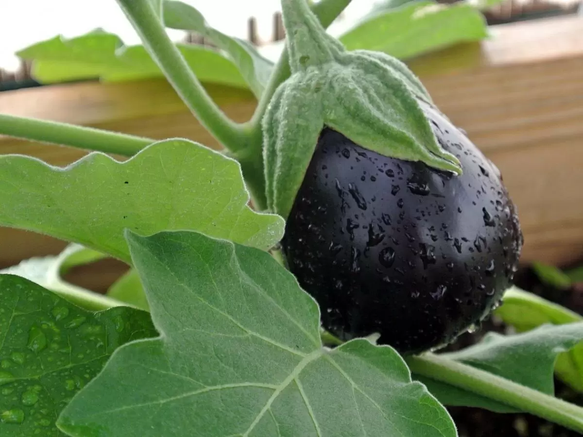 На что жалуются баклажаны: секреты их жизни в теплице и на открытом воздухе