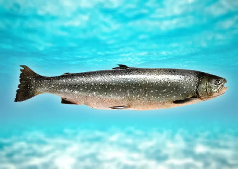 Голец: деликатес, который затмит горбушу