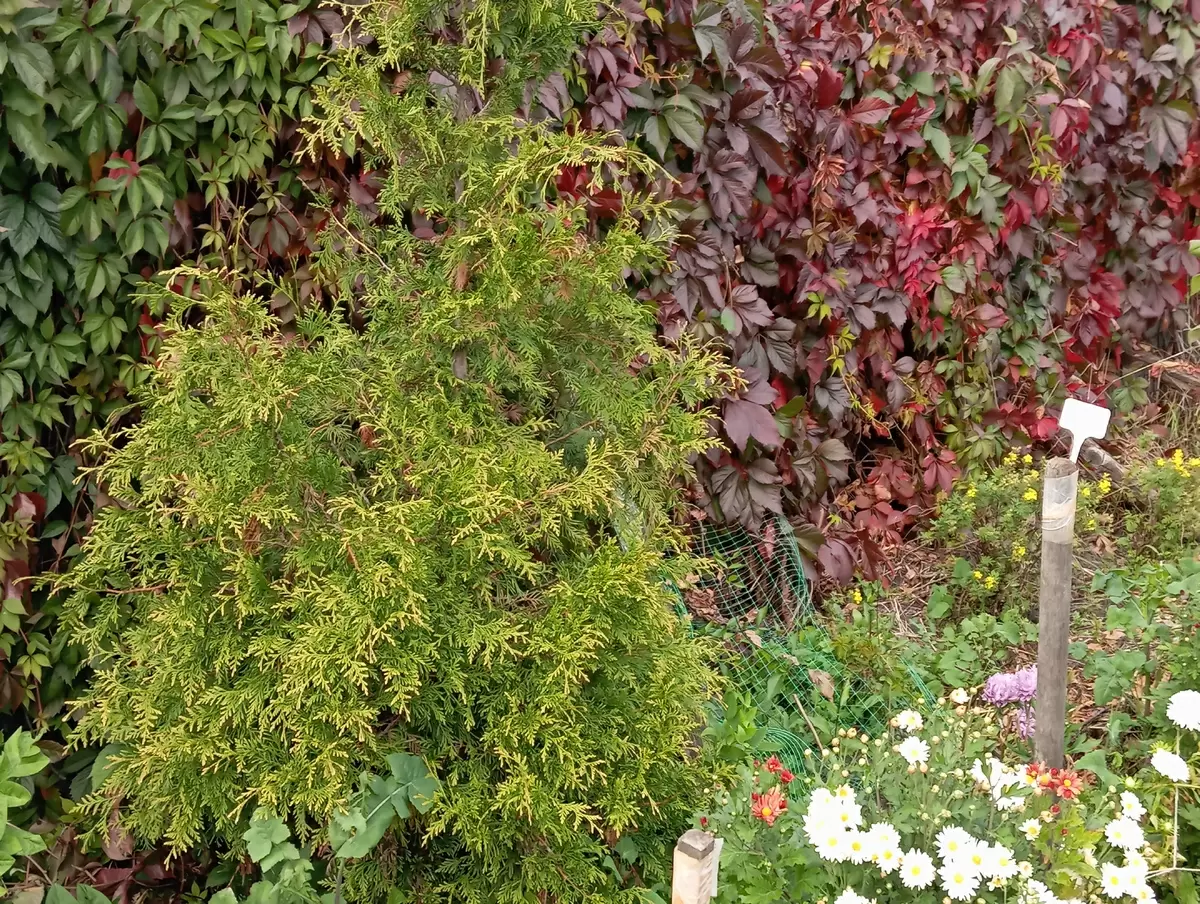 Уход за туями в Сибири: секреты укрытия на зиму