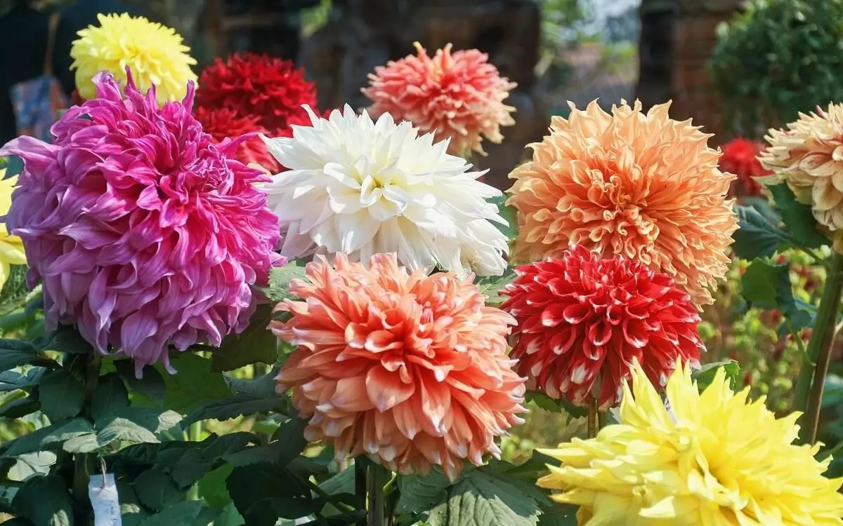 Секреты пышных георгинов: как вырастить настоящие шедевры на своем участке