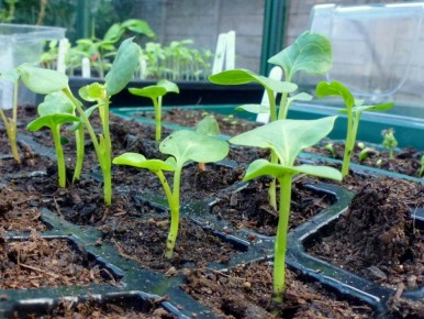 ��� ����������� ������ � ������� ������ � ����� �������