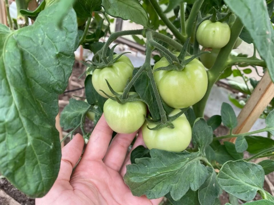 ������� ������� ������: ��� ������� � ����� ���� ����� ������ ����� �������