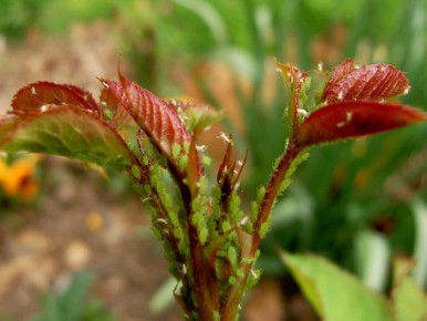 ������� ���: ������ �� ����������� �������� ��� ��������� ����������