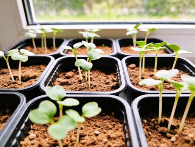 ������� ��� ��������: ��� ���������� � ��������� ������