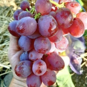 Виноград Геннадий: ранний сорт с крупными розовыми ягодами и мощным ростом