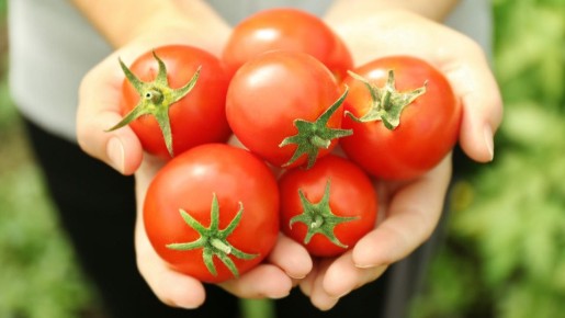 Альтернатива дорогим томатам: ранние сорта на вашем огороде