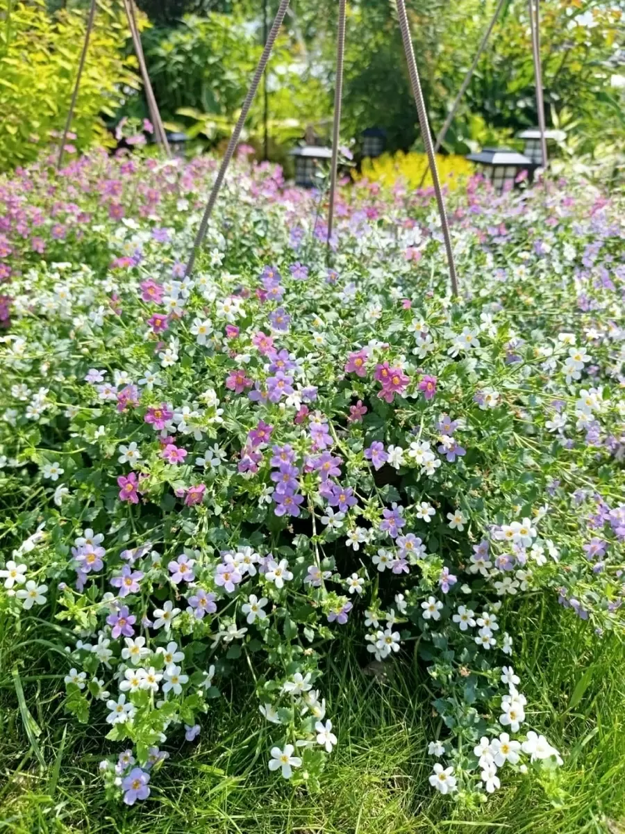 Бакопа: Как создать цветущий водопад на вашем балконе