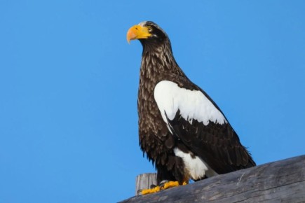 В понедельник, 13 апреля, в Магаданской области облачно