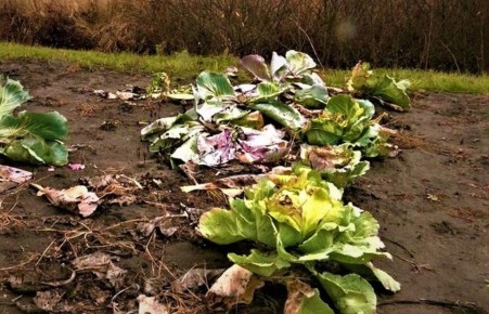 ����������� ������ ������ � ���������� �����������: ������� ��������� ������