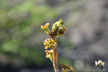 Как защитить смородину от вредителей: весенние советы для урожая