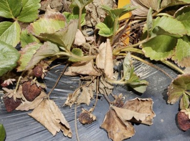 ��� ��������� ������ ��������� � �������: ������ �� ���������