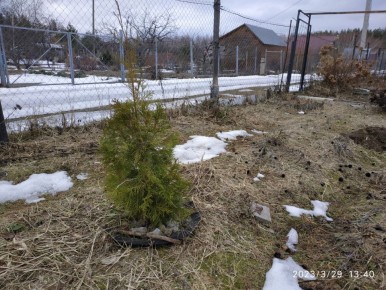 Как правильно сажать огурцы в апреле: практические советы и опыт