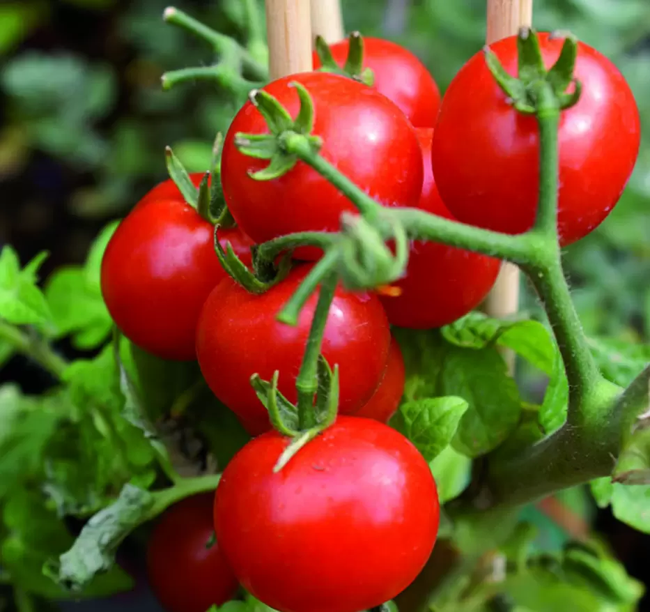 Тайны щедрого урожая помидоров: советы и секреты