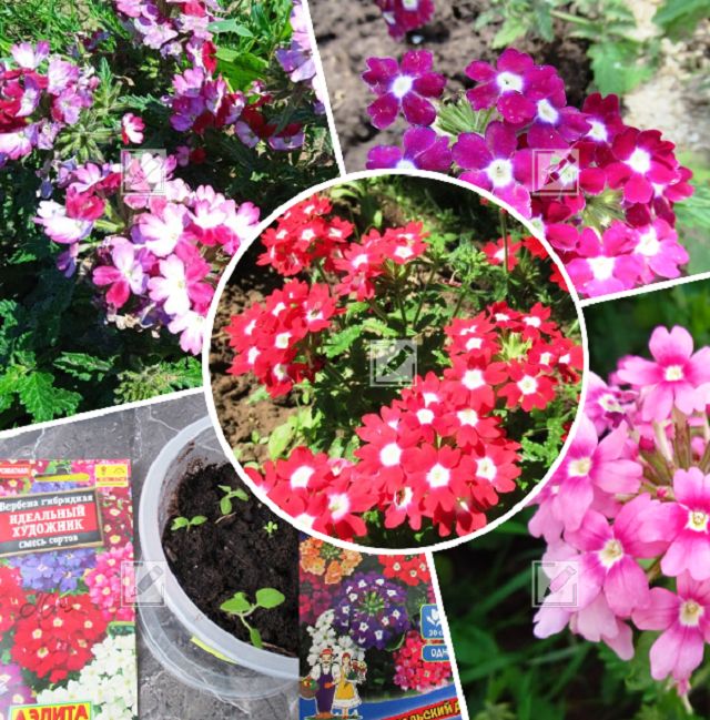 ������� ��������� ����������� �������: ������ �� ������������� � ����� �� ��������