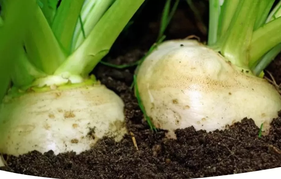 Как вырастить сладкую репку: полное руководство для огородников