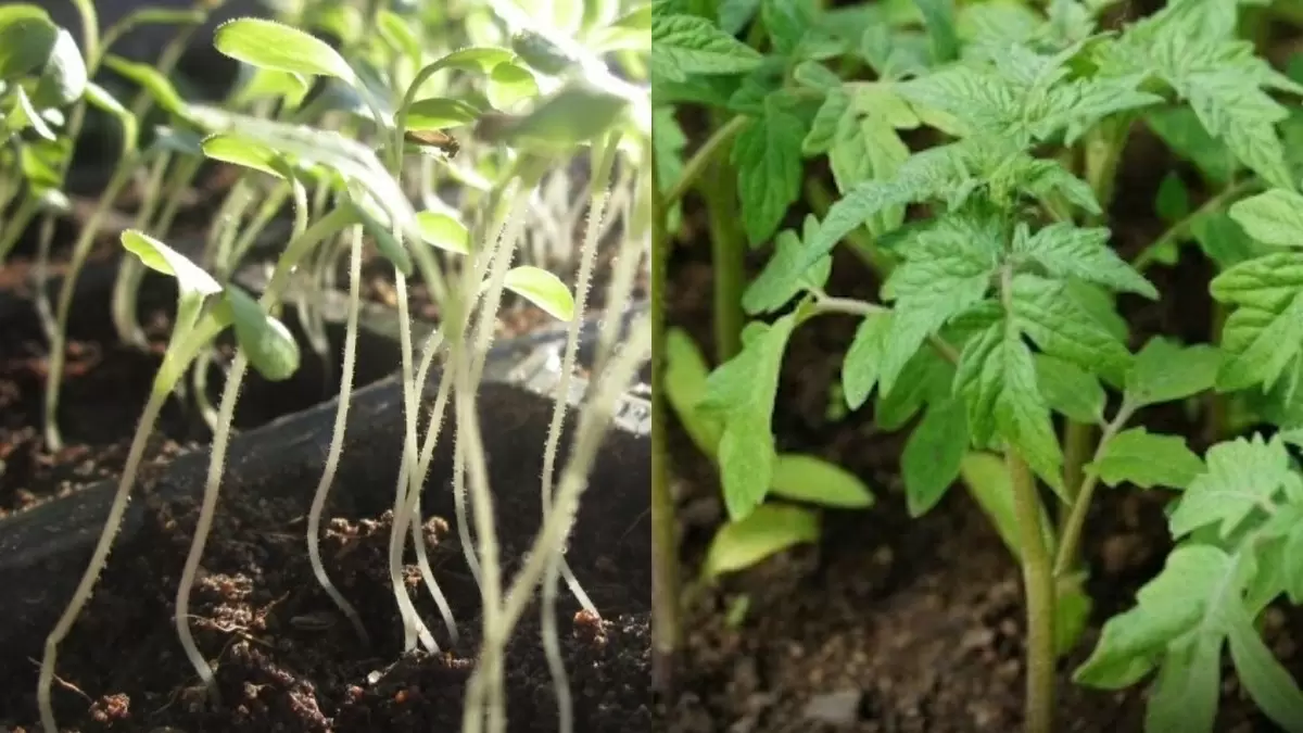 Как спасти слабую рассаду: эффективные народные методы для крепких саженцев