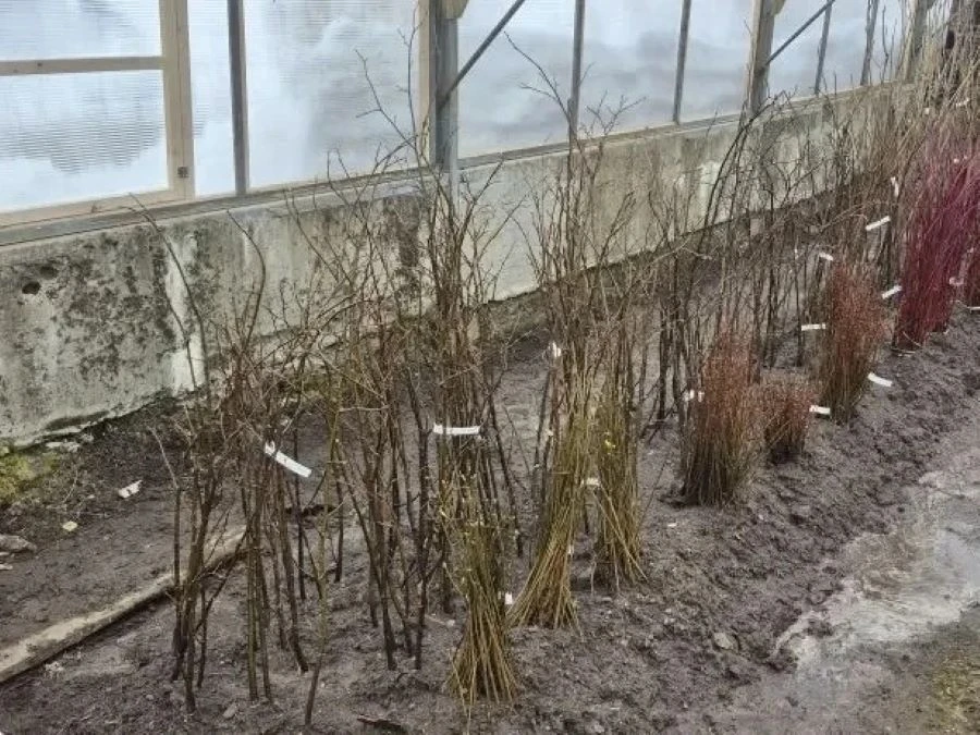 В Магадане эспериментируют с адаптацией декоративных растений к условиям Крайнего Севера