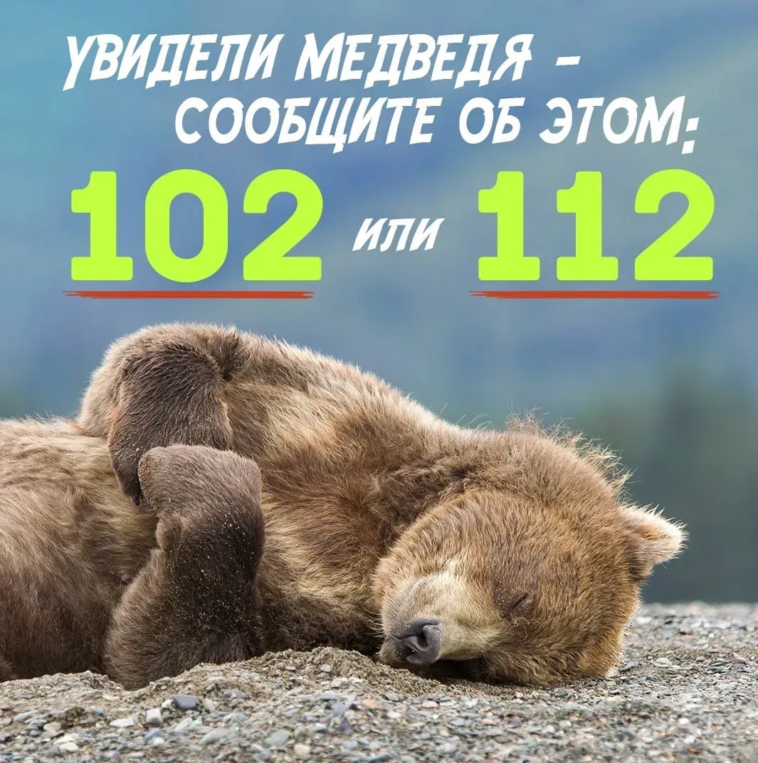 С 10 апреля сотрудники колымского Госохотнадзора приступили к мониторингу окрестностей населенных пунктов региона и туристических троп в связи с выходом первых медведей из спячки