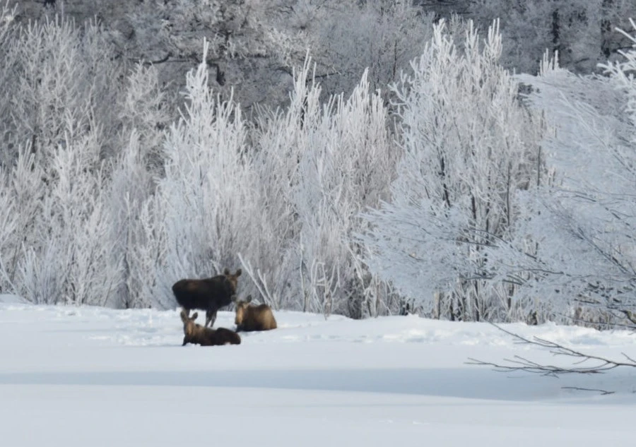 Ученые оценят возраст и плодовитость елей в заповеднике «Магаданский» Ученые оценят возраст и плодовитость елей в заповеднике «Магаданский»