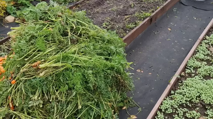 Экономия и вкус: как морковная ботва превращается в ароматный чай