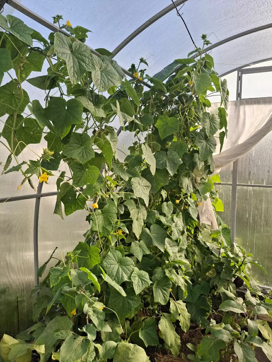 Что важно знать о корневой системе огурцов