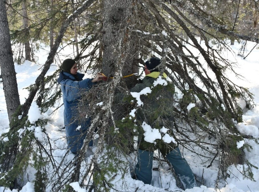 Ученые оценят возраст и плодовитость елей в заповеднике «Магаданский» Ученые оценят возраст и плодовитость елей в заповеднике «Магаданский»