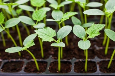 ��� �������� ���������������� ������ ��� ����������� ������� �������