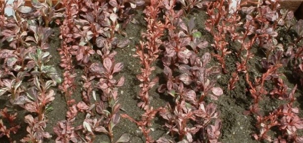 ��� ������� ���������� �������� ���������: ������� �� ������� ���������