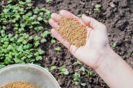 ������� � �������: ��� ������� � ������� ��� �������?