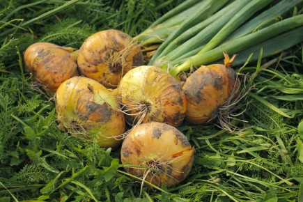 ��� ��������� ������� ���: ������� ������� ������