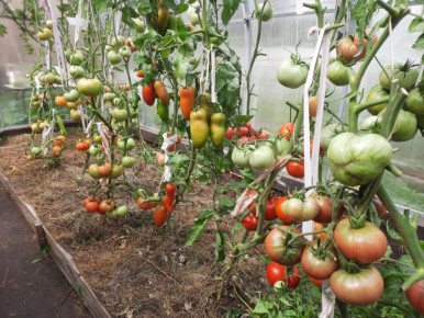 ������� ����� �������: ��� �� �������� ��� ������� ������