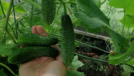 ���������� �������: ������� ��������� �����������