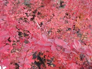 ������� ���: 10 ������������ �������� � ����������� ��� ������ ����