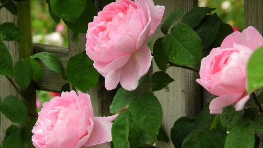 �������� ��������� ��������: ���� � ����������