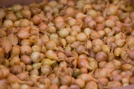 ����������� �����: ������������� ��� ���?