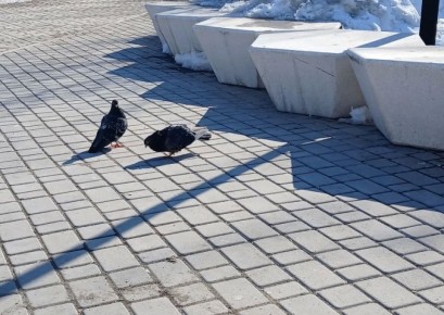 � �������� +1