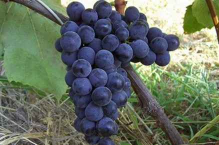 ���������� �������� � ��������� �������� �������� ���������